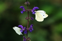 04041 Pieris rapae (Cavolaia minore)